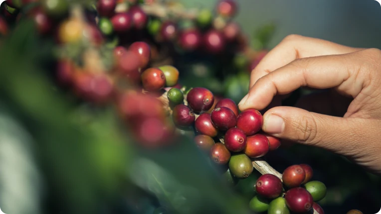 image coffee